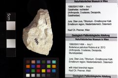 Foto (Objket + Etiketten) von Mundopsidae indet. 